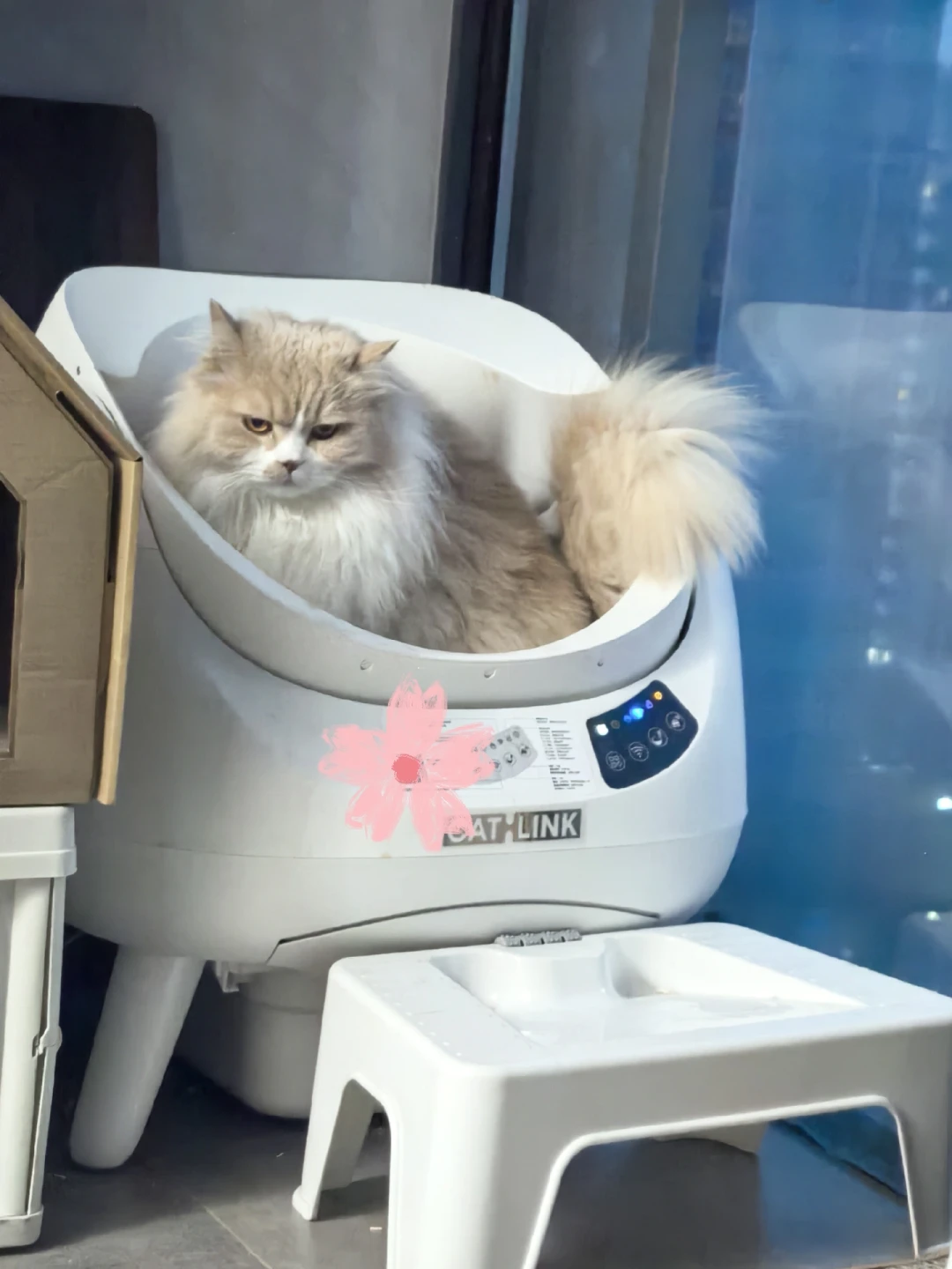 双11自动猫砂盆决赛圈：健康预警被消保委点名夸大，1300和2000到底买的是什么钱