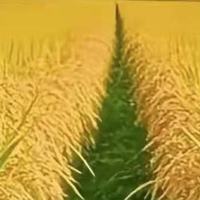 全屋定制除醛产品怎么搭配？五款喷雾炭包对比与适用方案推荐