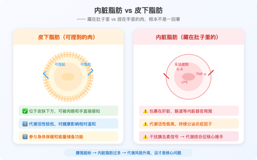 40岁兄弟练一个月肚子没小?内脏脂肪先动了,秤看不见