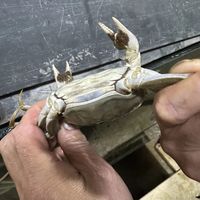 标4两到手3两出头？去绳逐只上秤，超7%能按只退款