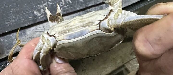 标4两到手3两出头？去绳逐只上秤，超7%能按只退款