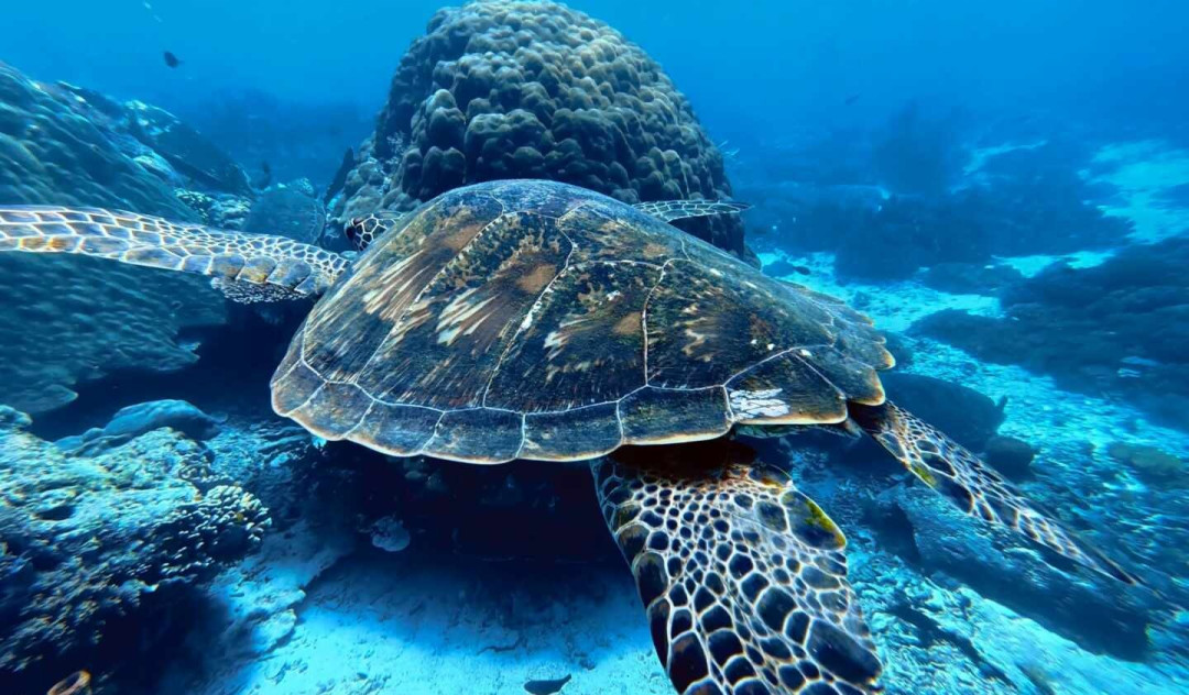 第一次潜水，先花几百块体验还是直接考OW：几千块买的不是门票，是你能不能自己下水