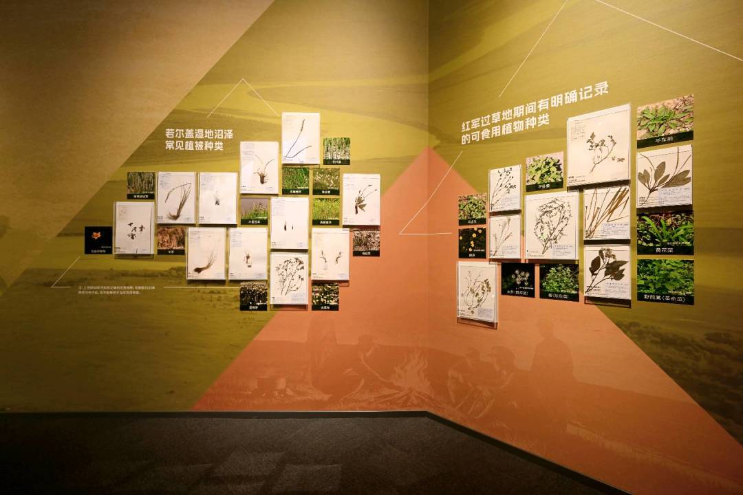 恐龙馆里办长征展,成都这座博物馆把夹金山“搬”进了一楼