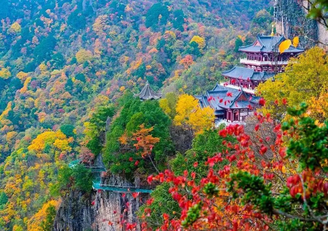 香山才红两三成,坡峰岭已经100%却堵了6小时:赏秋先看两个数