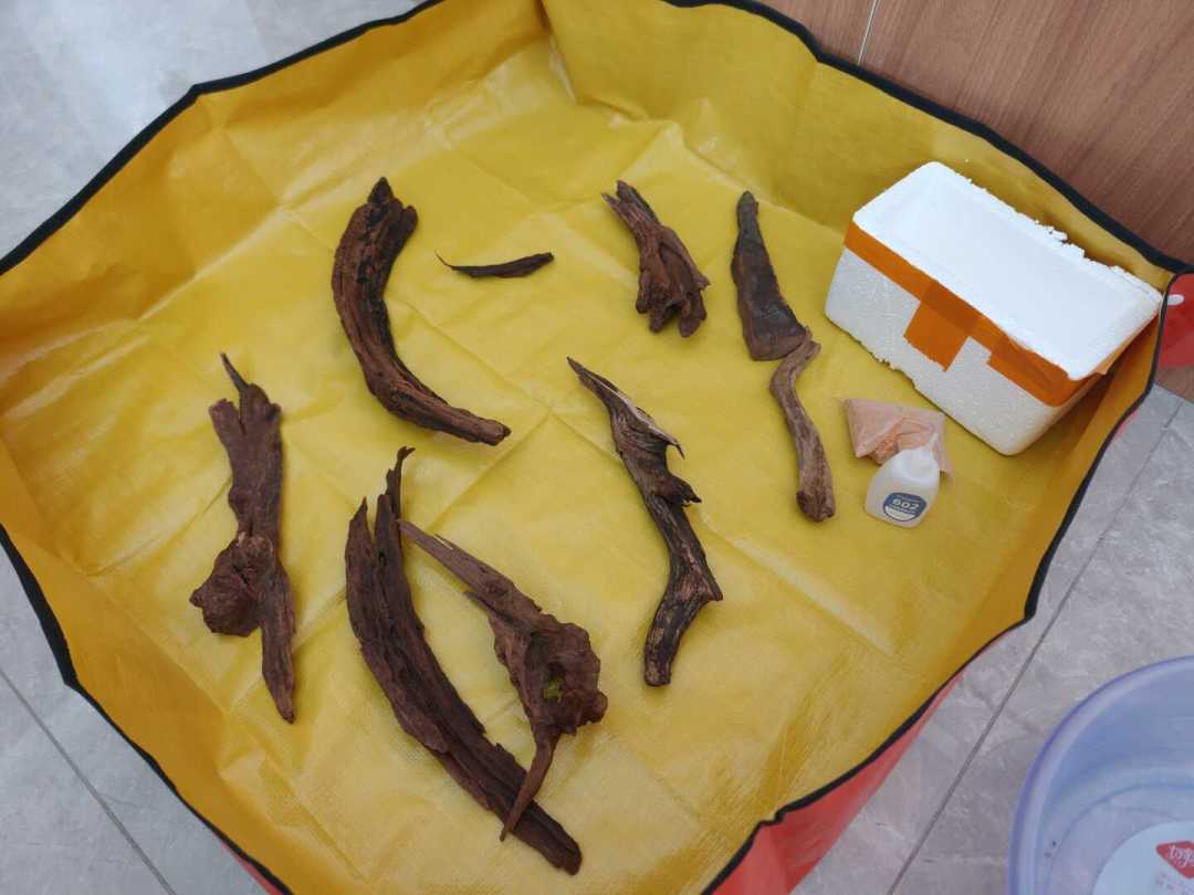 沉木黄水，先把水养坏和正常上色分清楚，再决定救不救
