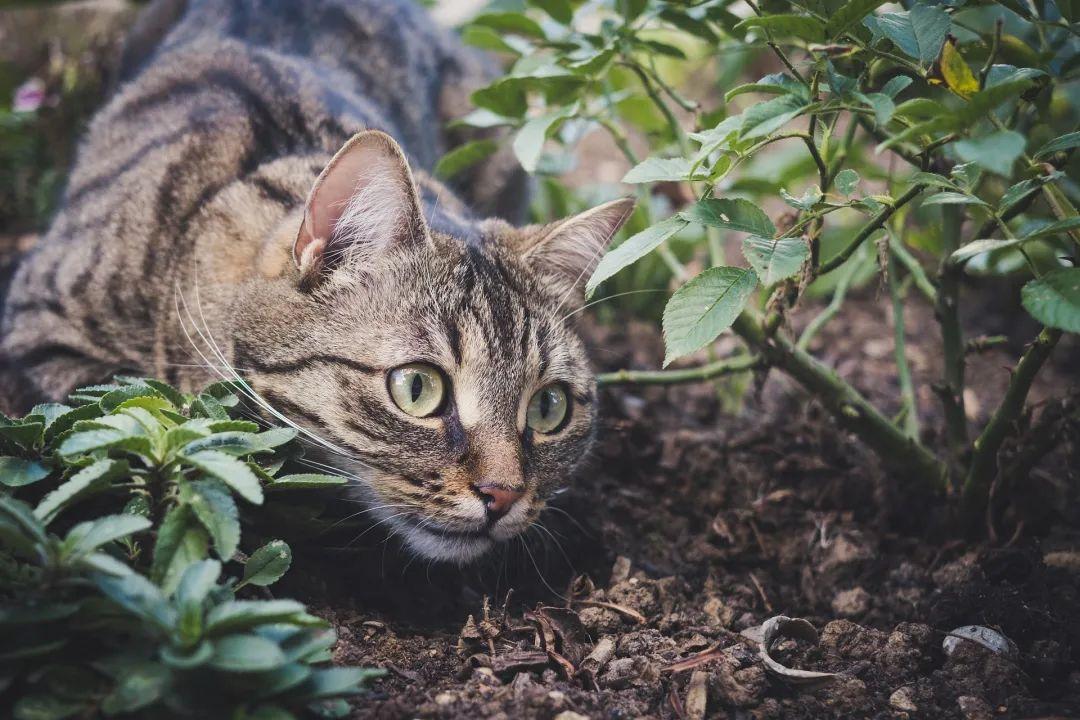 猫跳不上窗台,不是变稳重了:老猫关节疼的信号,很多人等跛行才看懂