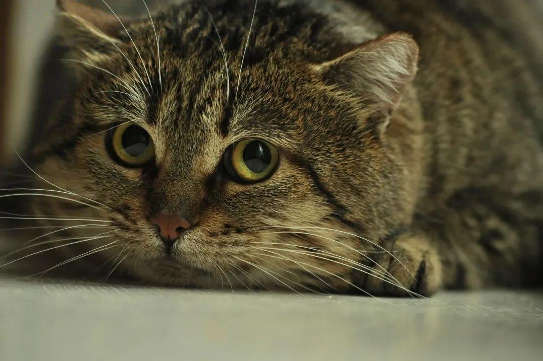 猫跳不上窗台,不是变稳重了:老猫关节疼的信号,很多人等跛行才看懂