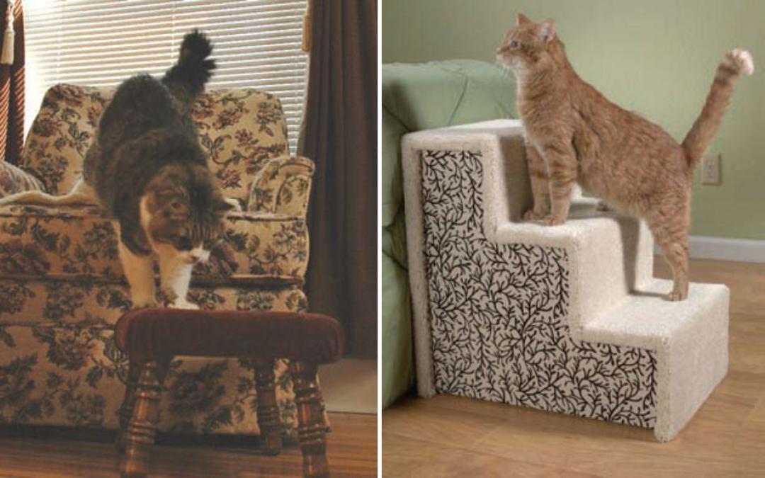 猫跳不上窗台,不是变稳重了:老猫关节疼的信号,很多人等跛行才看懂