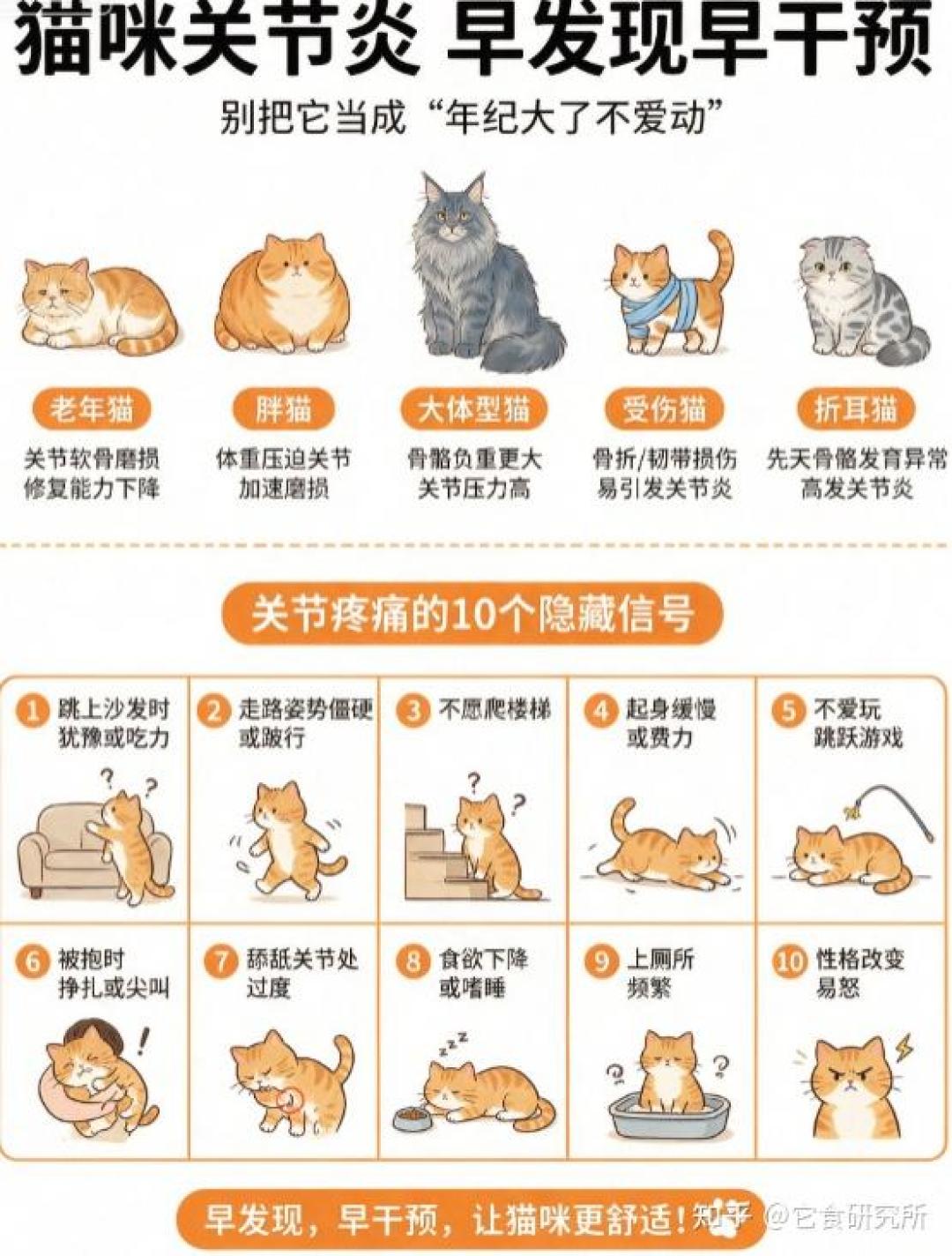 猫跳不上窗台,不是变稳重了:老猫关节疼的信号,很多人等跛行才看懂