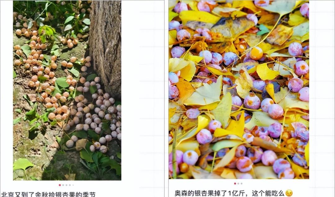 捡秋吵了一整个十月,最后6000+赞的共识就俩字:捡,别薅