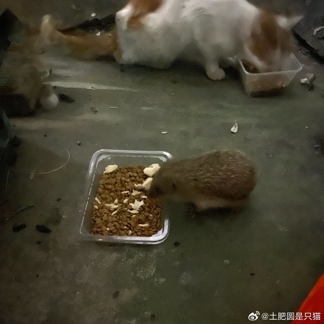 双11下单的刺猬,可能熬不过那一路低温:它不会冬眠,缩成一团是快死了