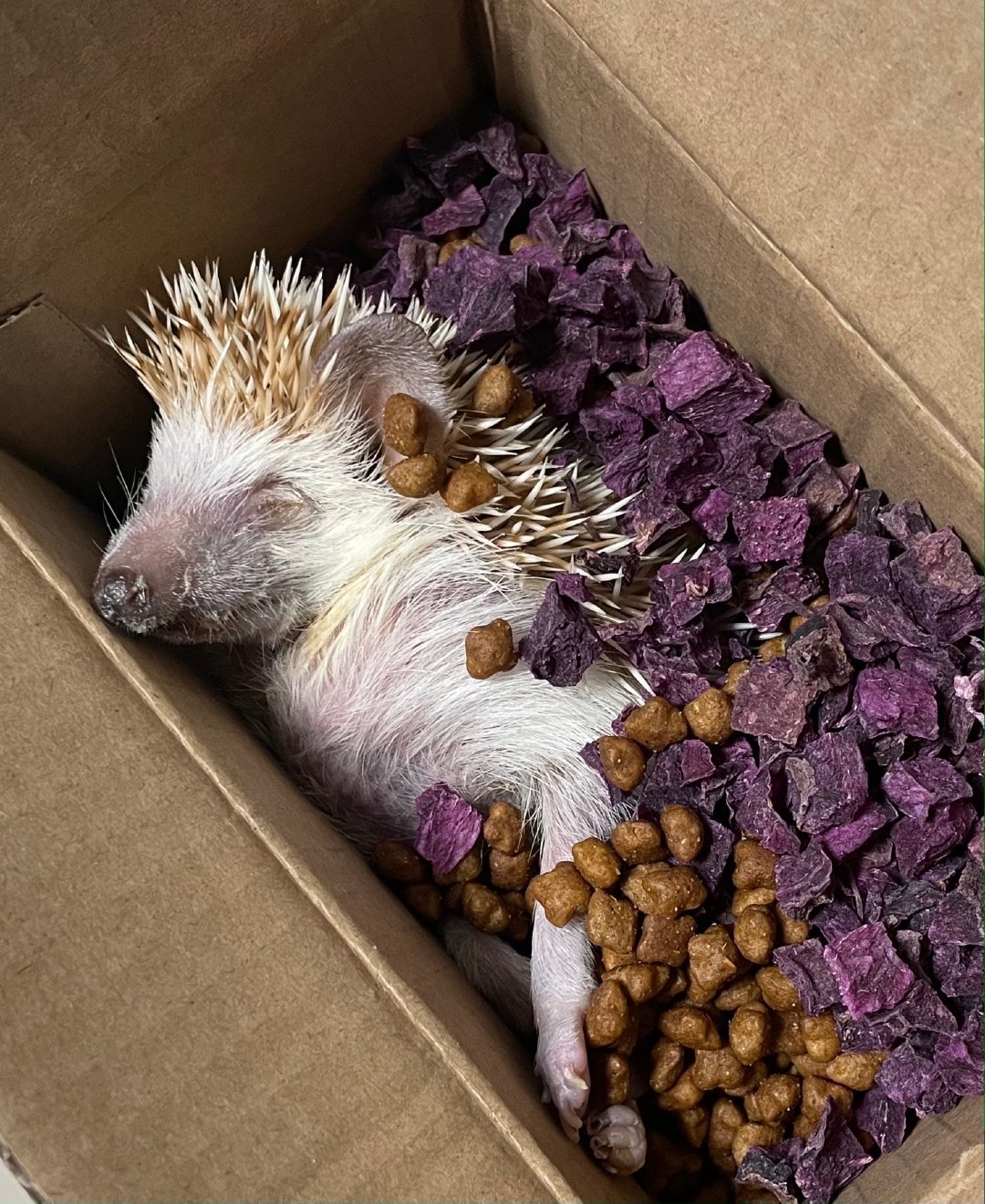 双11下单的刺猬,可能熬不过那一路低温:它不会冬眠,缩成一团是快死了
