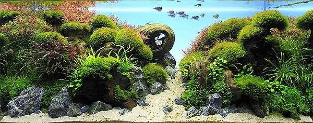草缸能「干着」开?莫斯三周抓牢、矮珍珠一月爬满,出远门前先看这条