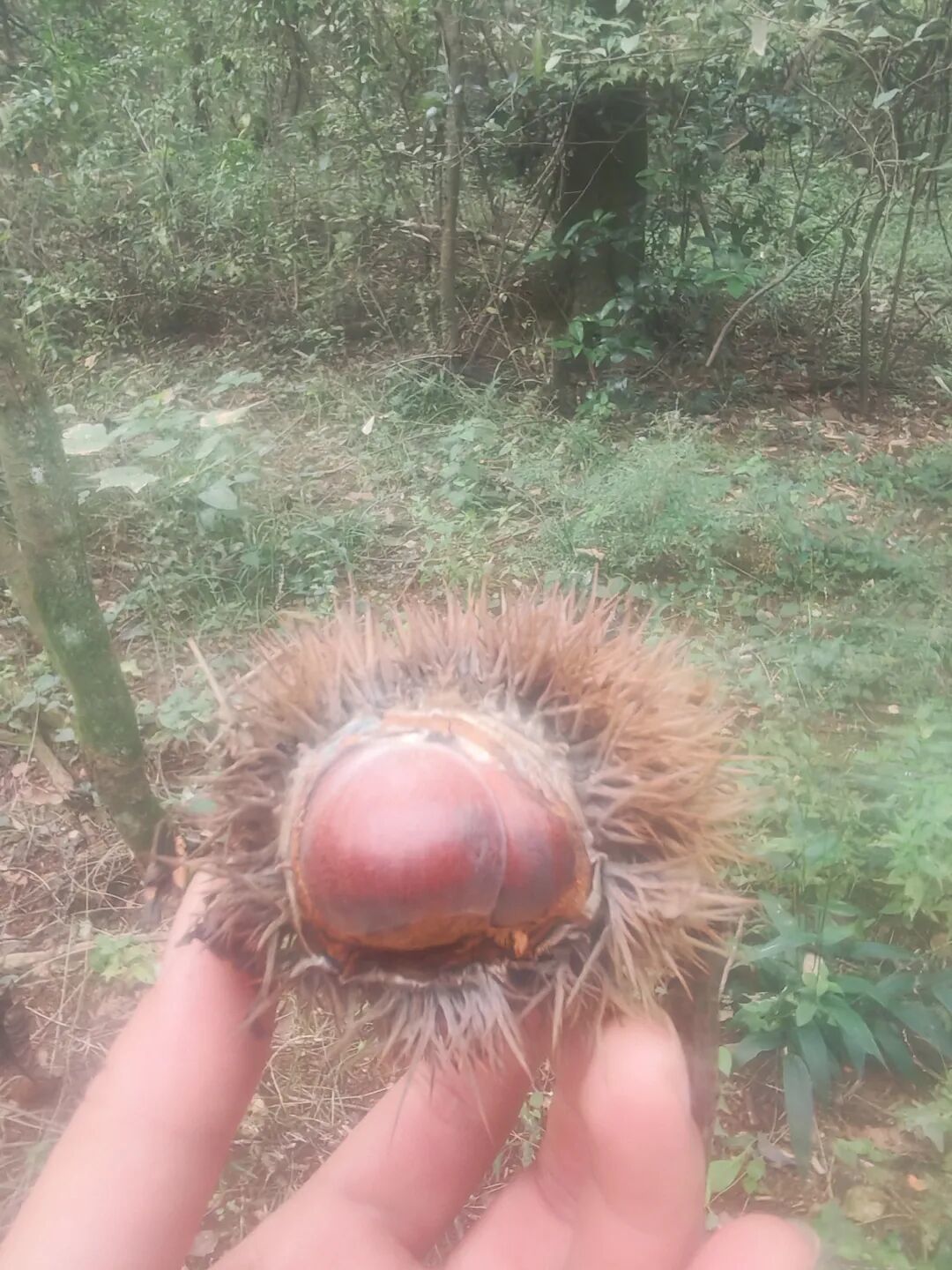 4万人手痒去捡板栗，我劝你先花10秒确认：它真的是板栗吗