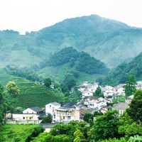 绿茶性寒，喝不喝？争论是真的，答案藏在这三步冲泡里