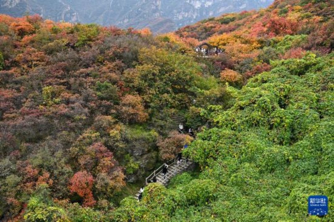 这个周末的红叶地图反了:香山才红两成,坡峰岭已经到最佳