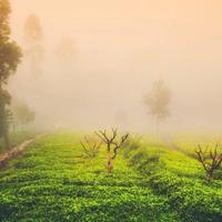 别叫茶包"茶渣子"了：碎茶不是坑，但滤袋有一处得注意