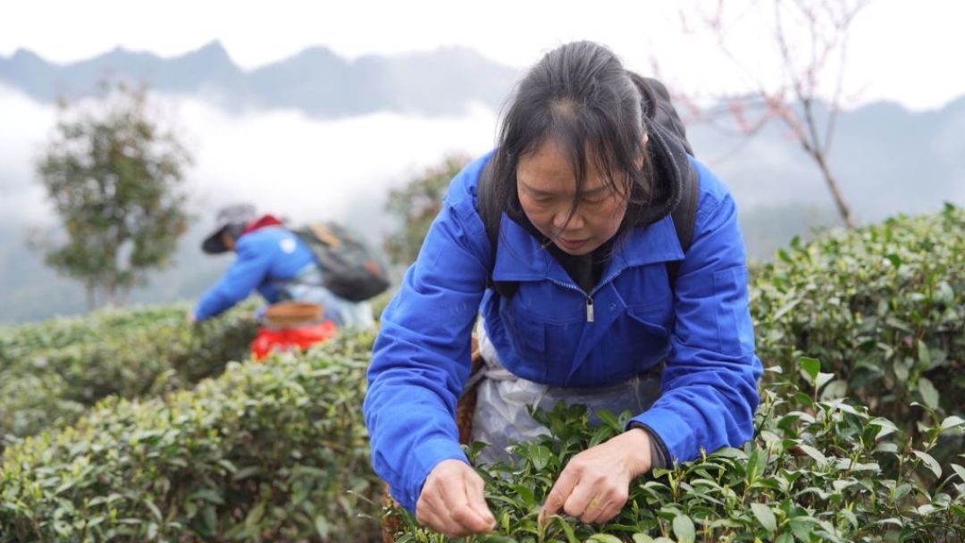 几百块的竹叶青两泡就没味?别心疼,芽茶的简历上没