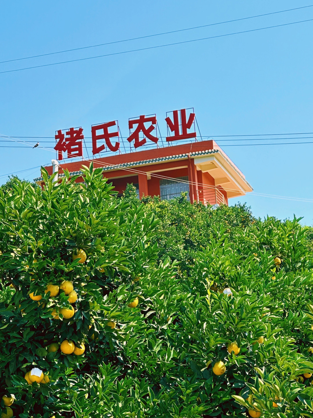 褚橙季