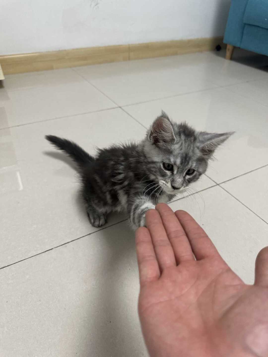 缅因猫价格跌回四位数,现在下手前先看清这三笔账