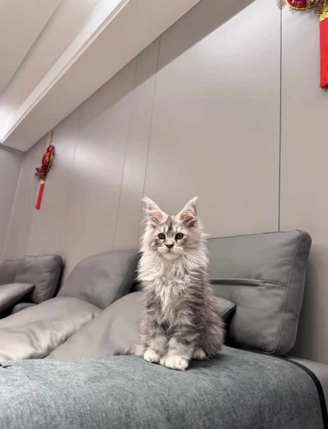 缅因猫价格跌回四位数,现在下手前先看清这三笔账