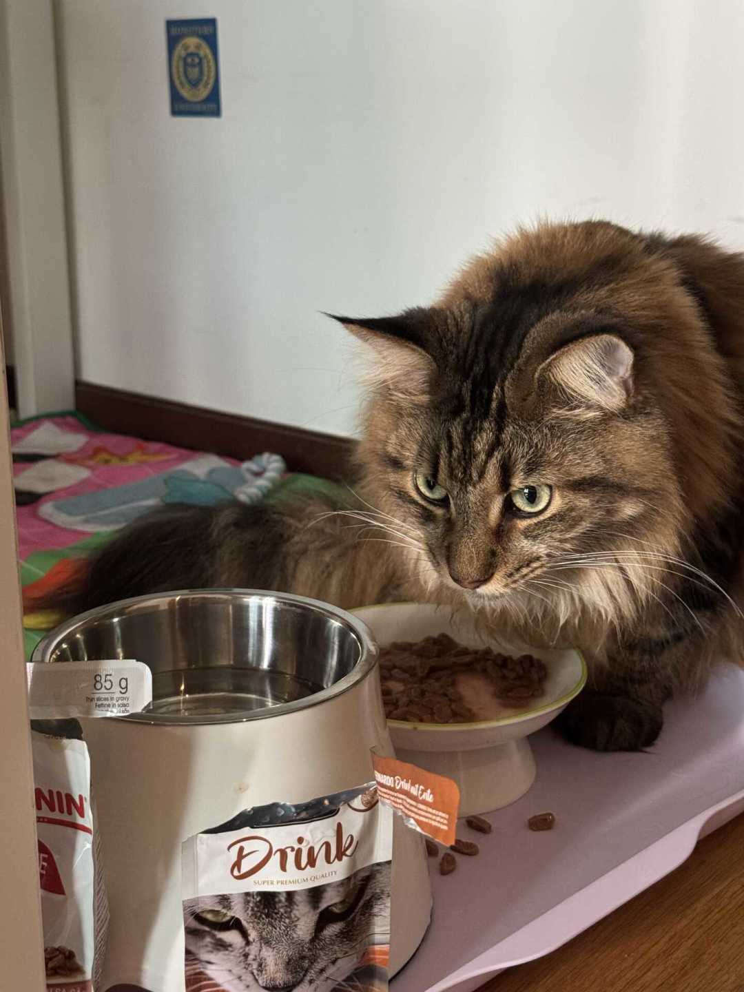 缅因猫价格跌回四位数,现在下手前先看清这三笔账