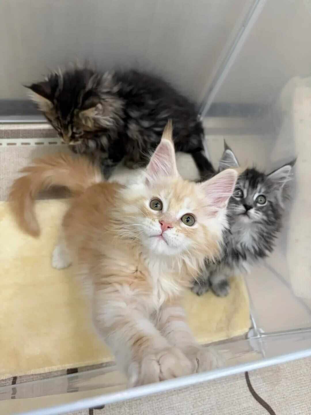缅因猫价格跌回四位数,现在下手前先看清这三笔账