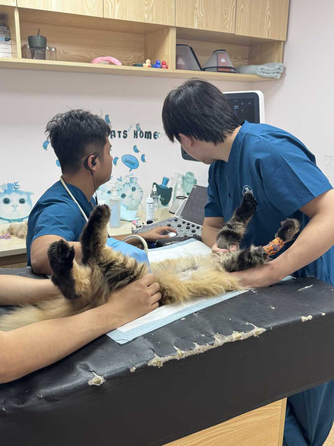 缅因猫价格跌回四位数,现在下手前先看清这三笔账
