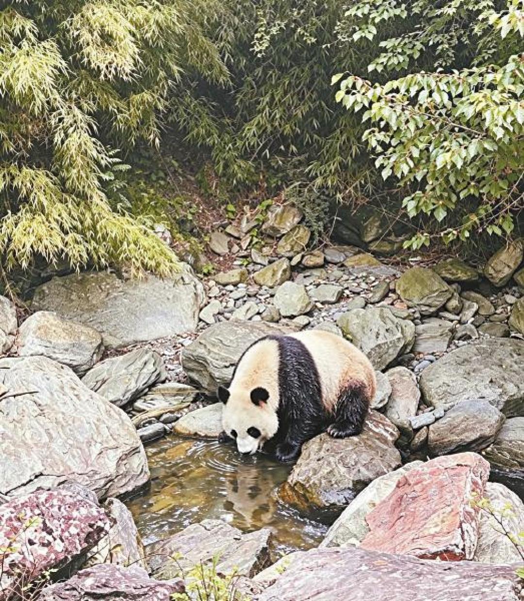 在大熊猫的家乡发现了新物种:这朵小花硬是等了4年才上户口