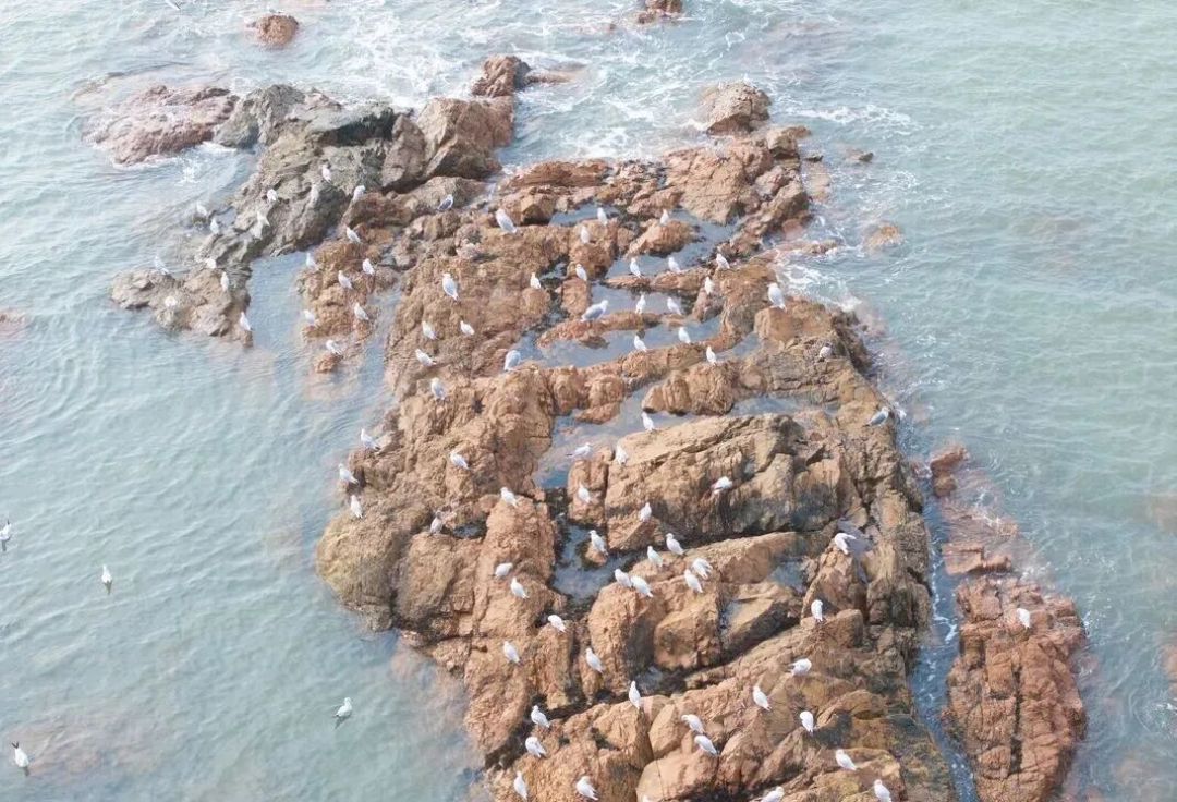 西伯利亚海鸥已抵青岛，趁人少去栈桥正合适