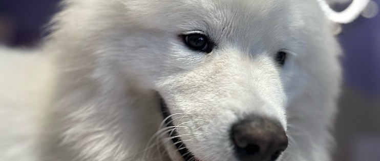 狗狗开心为啥摇整个屁股？原因萌得我心都化了！