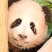 曙宝正式营业了：每天只上1小时班，宝家五口同框只剩一个多月