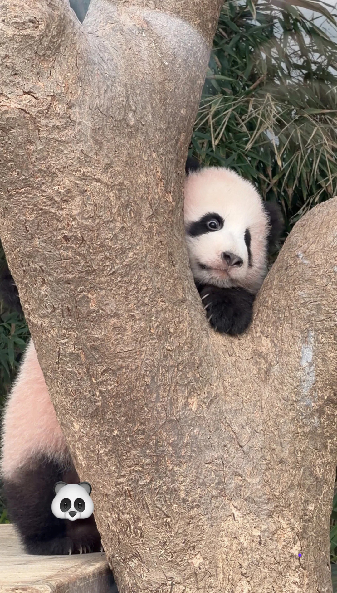 曙宝正式营业了:每天只上1小时班,宝家五口同框只剩一个多月