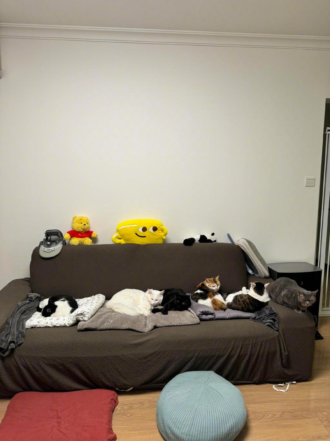 4只猫月花700被追问:多猫家庭的账,这3笔没算就都白算