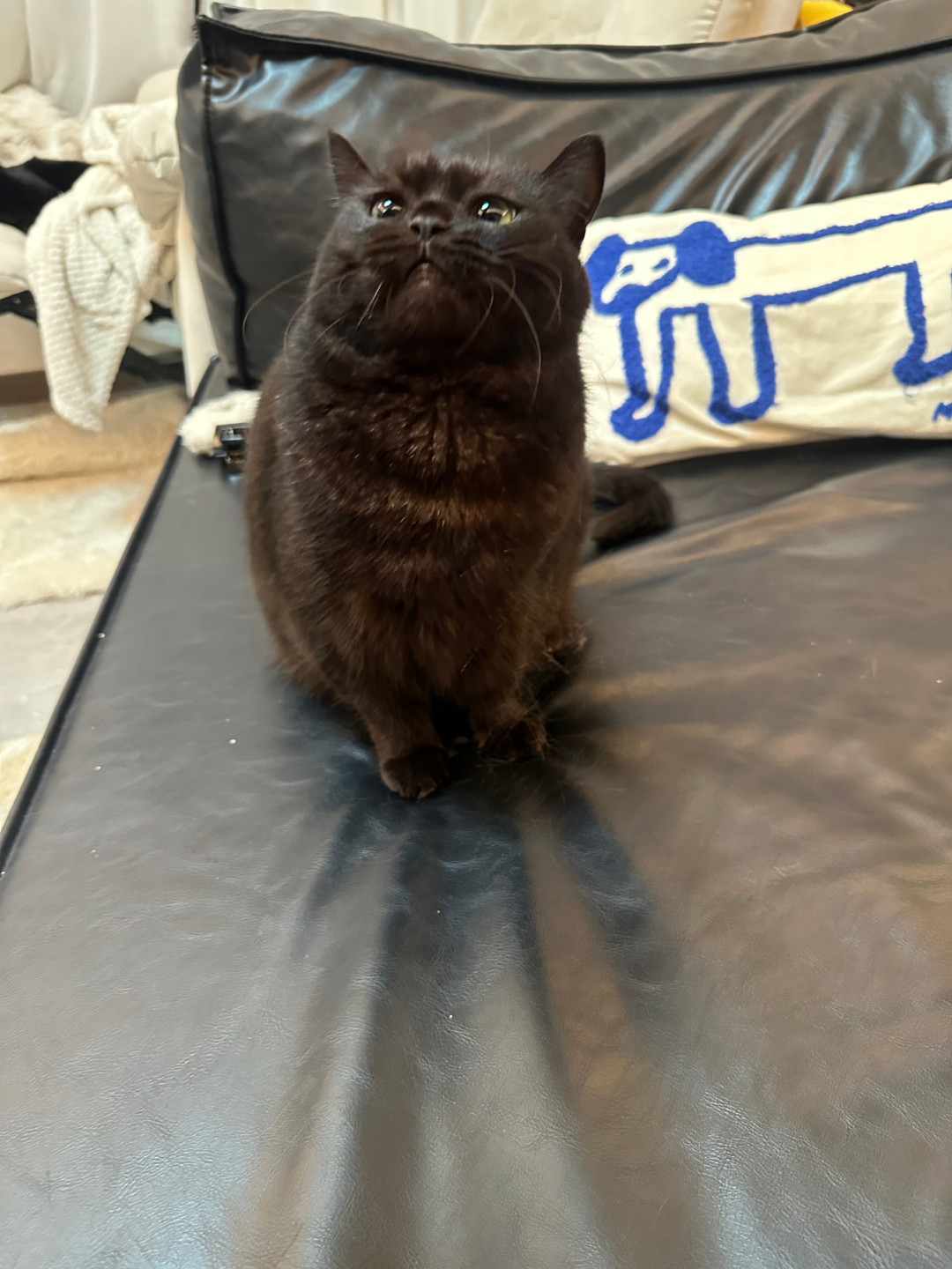 4只猫月花700被追问:多猫家庭的账,这3笔没算就都白算