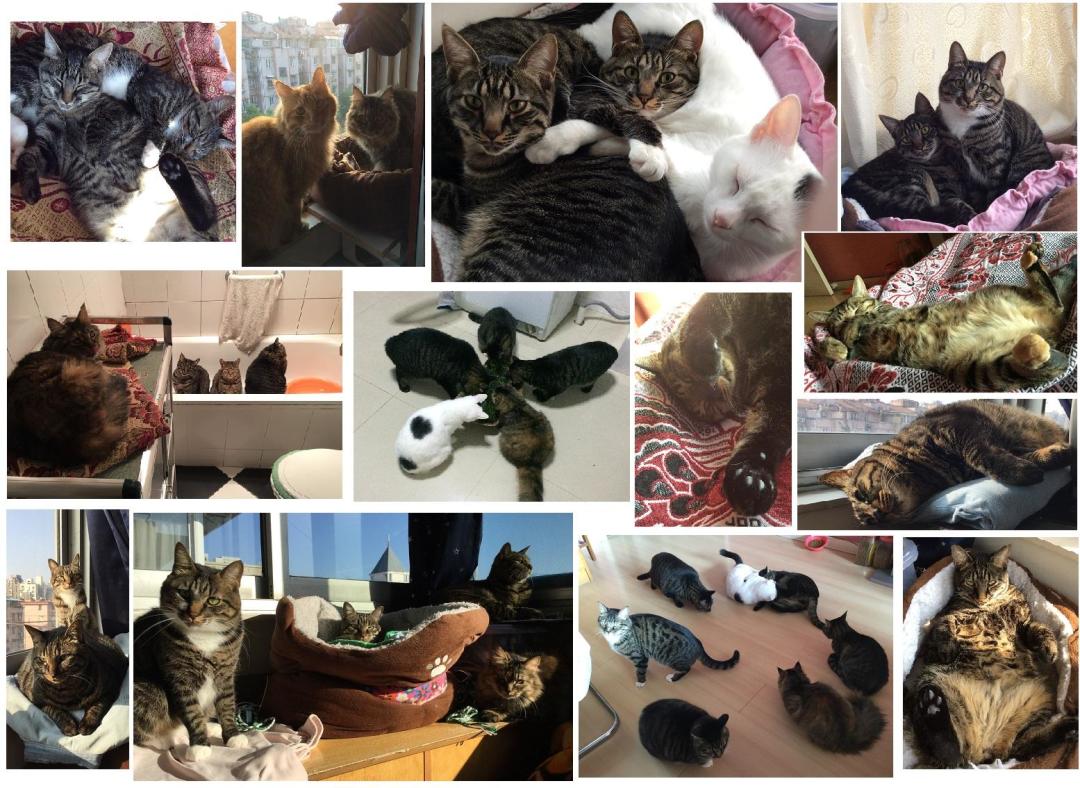 4只猫月花700被追问:多猫家庭的账,这3笔没算就都白算