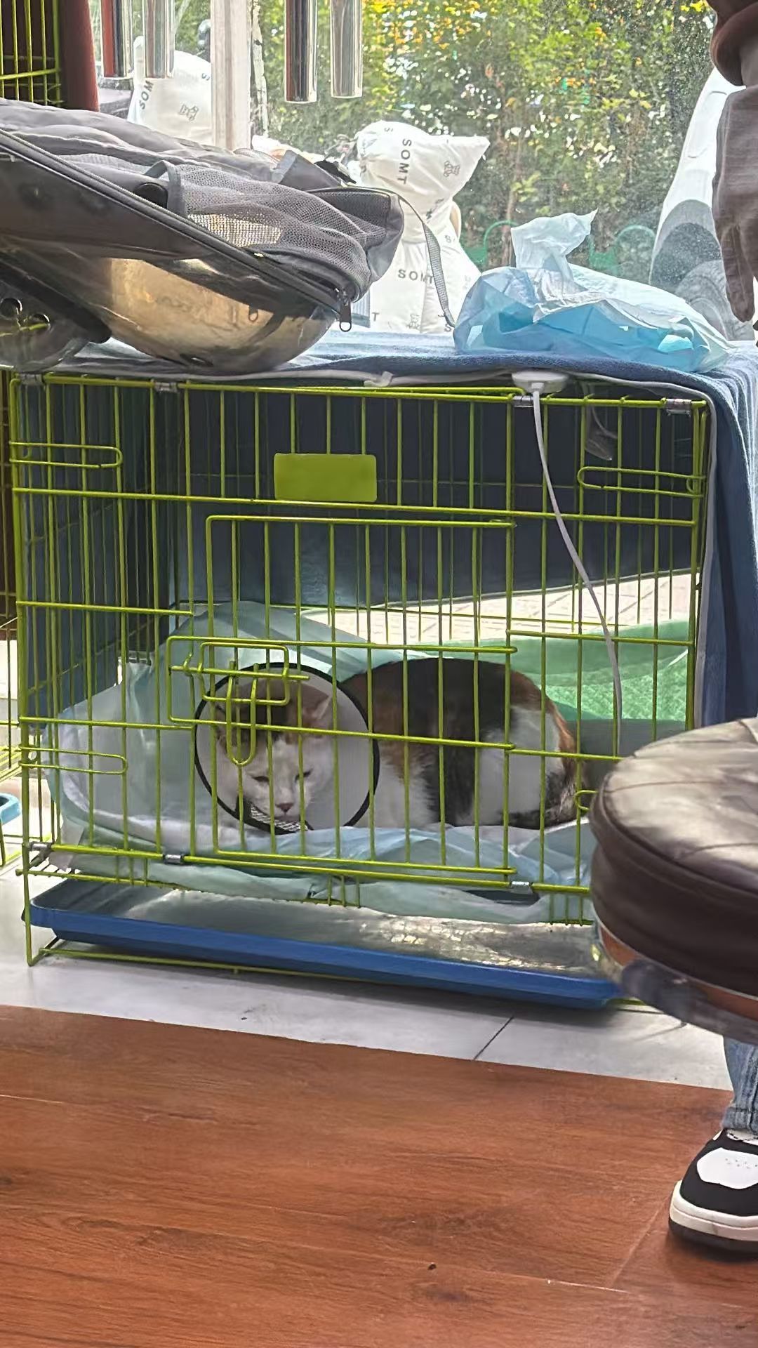 多猫家庭一个月到底要花多少？评论区算完账，大头真不是猫粮