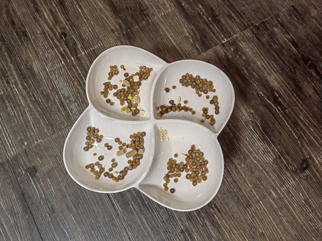 多猫家庭一个月到底要花多少？评论区算完账，大头真不是猫粮