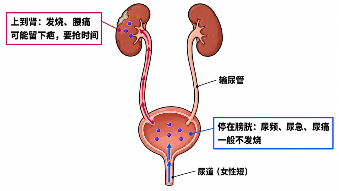 「多久一次算正常」？真研究显示：一周1次就到顶，再多不加分