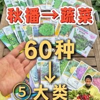 离立冬只剩7天，阳台秋播最后一班车：这4种菜最抗翻车