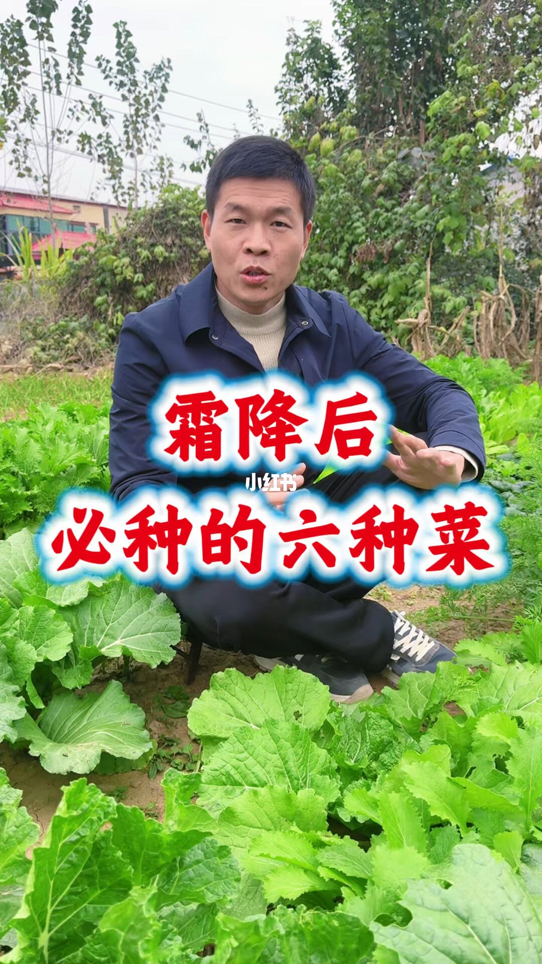 霜降后的盆栽蔬菜