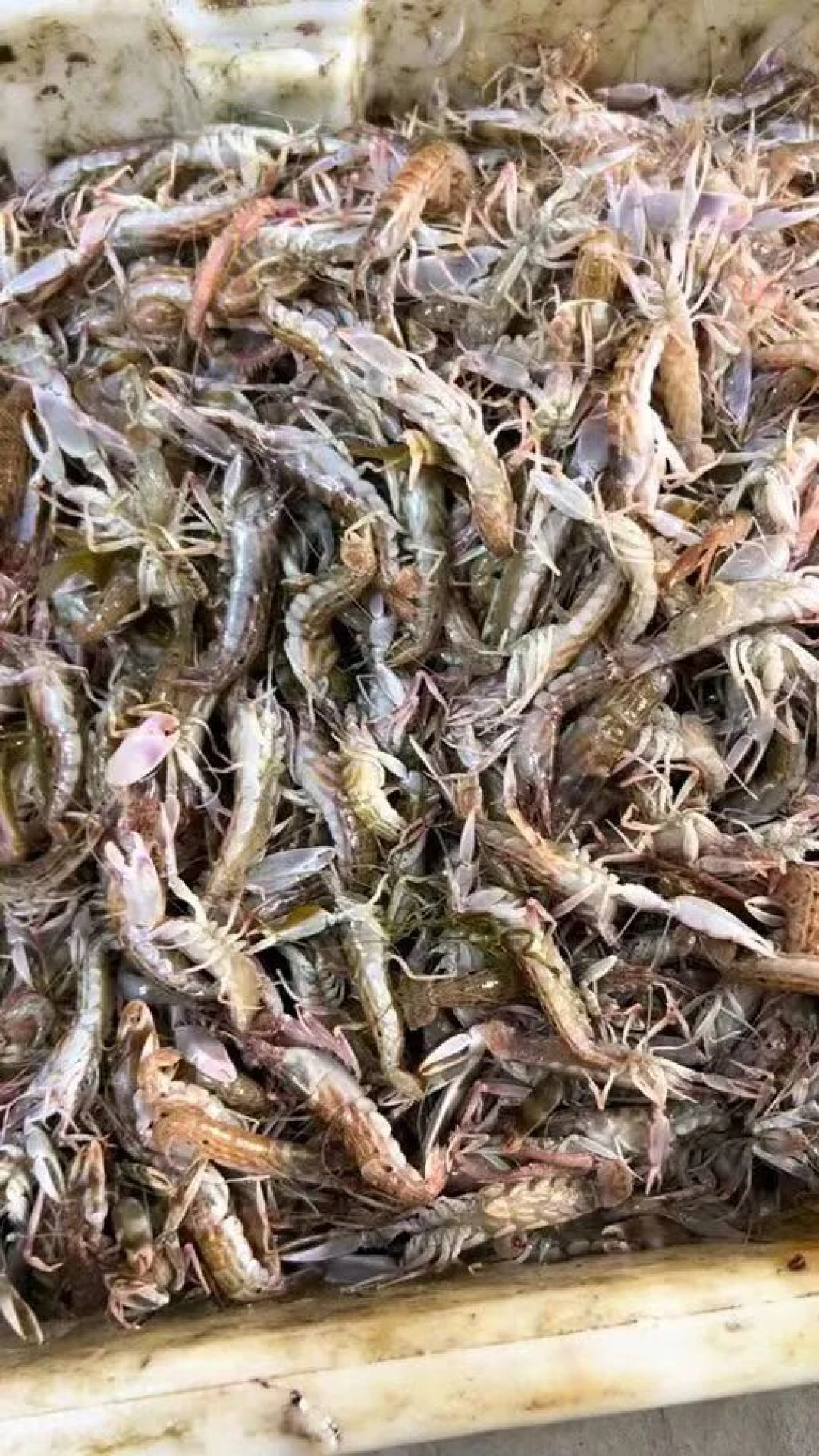 枪虾开枪不是螯撞出"啪"的一声?它靠的是一个小气泡