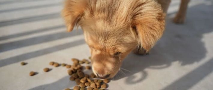 利润跌了六成，猫粮为什么一边涨价一边降价