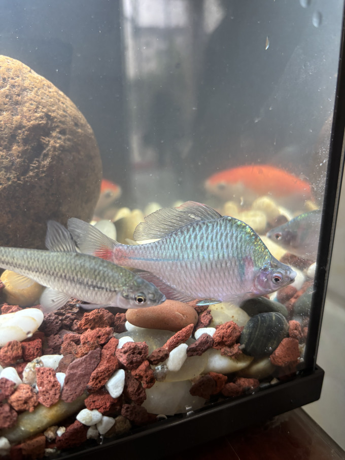 森森智能鱼缸/水族箱