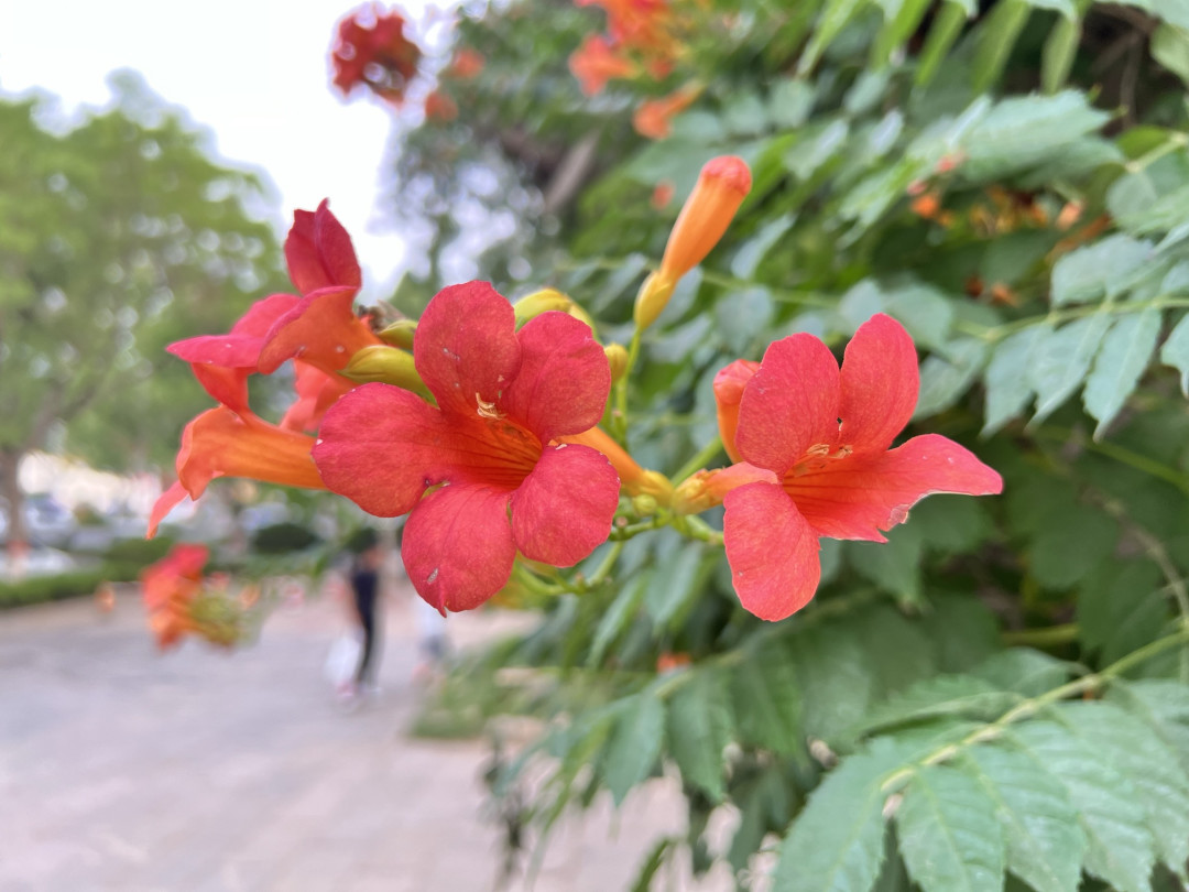 凌霄花与iPhone 13 Pro Max