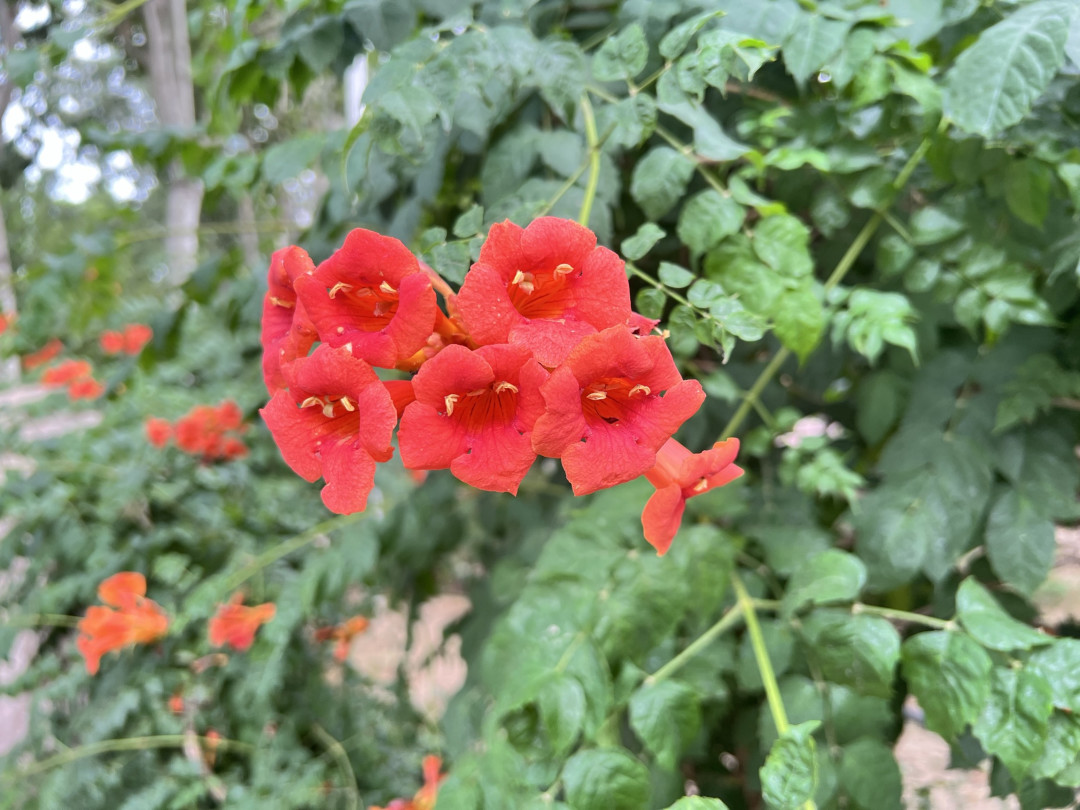 凌霄花与iPhone 13 Pro Max