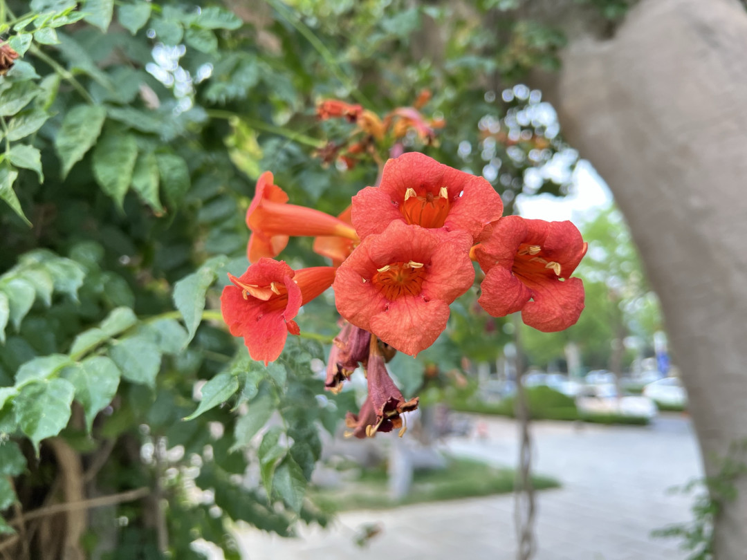 凌霄花与iPhone 13 Pro Max