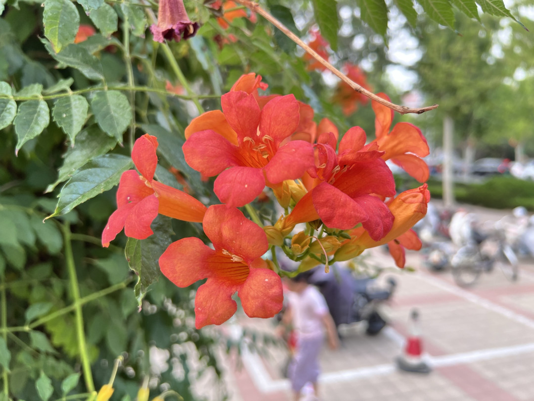 凌霄花与iPhone 13 Pro Max