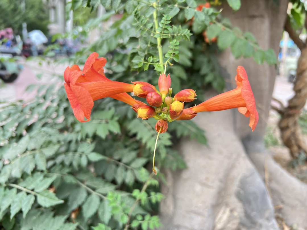 凌霄花与iPhone 13 Pro Max