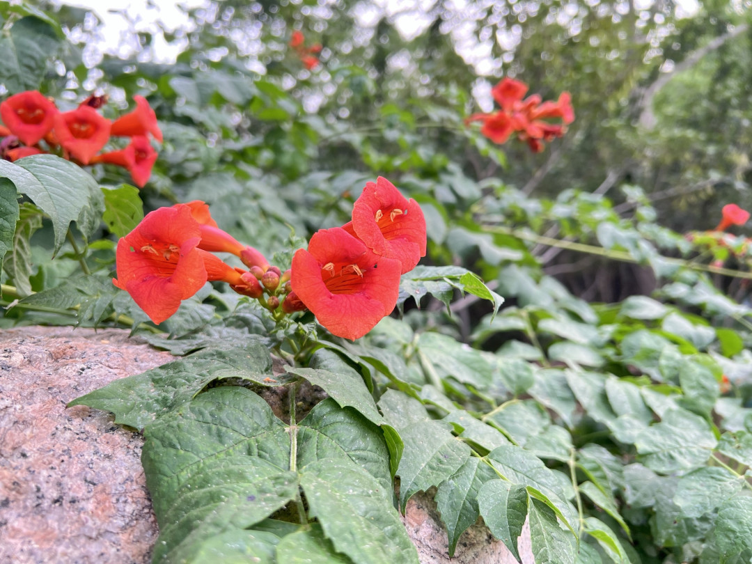 凌霄花与iPhone 13 Pro Max